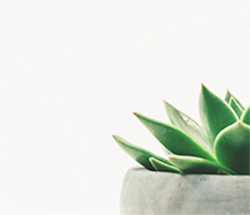 cotorina イメージ